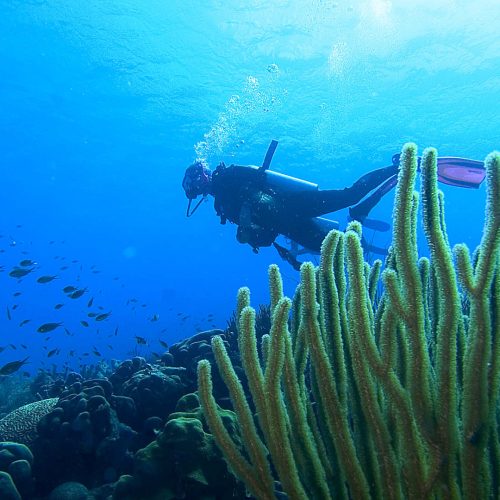 Reef Restoration Panama