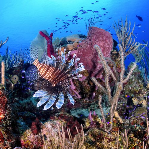 Reef Restoration Panama