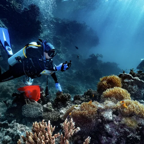 Reef Restoration Panama